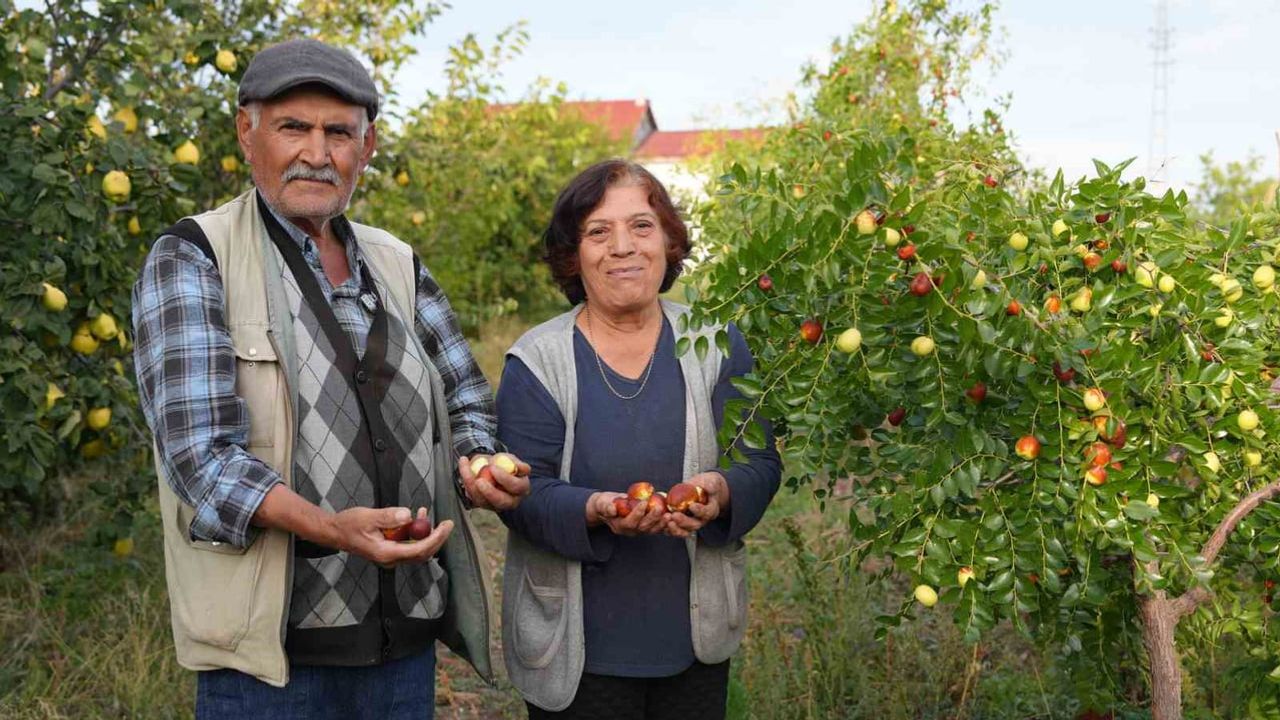 Çubuk'ta emekli öğretmenin hünnap bahçesi 2 fidandan 300 ağaca ulaştı