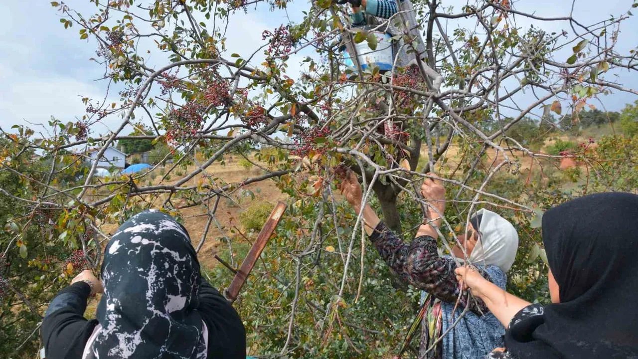 Dağların kırmızı bereketi: çitlembik kadınların gelir kapısı oldu