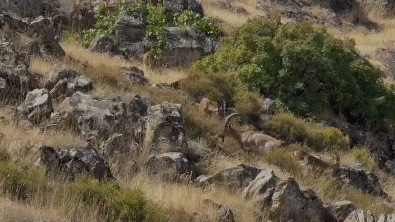 Dağların sessiz sürüsü: Elazığ’da koruma altındaki keçiler görüntülendi