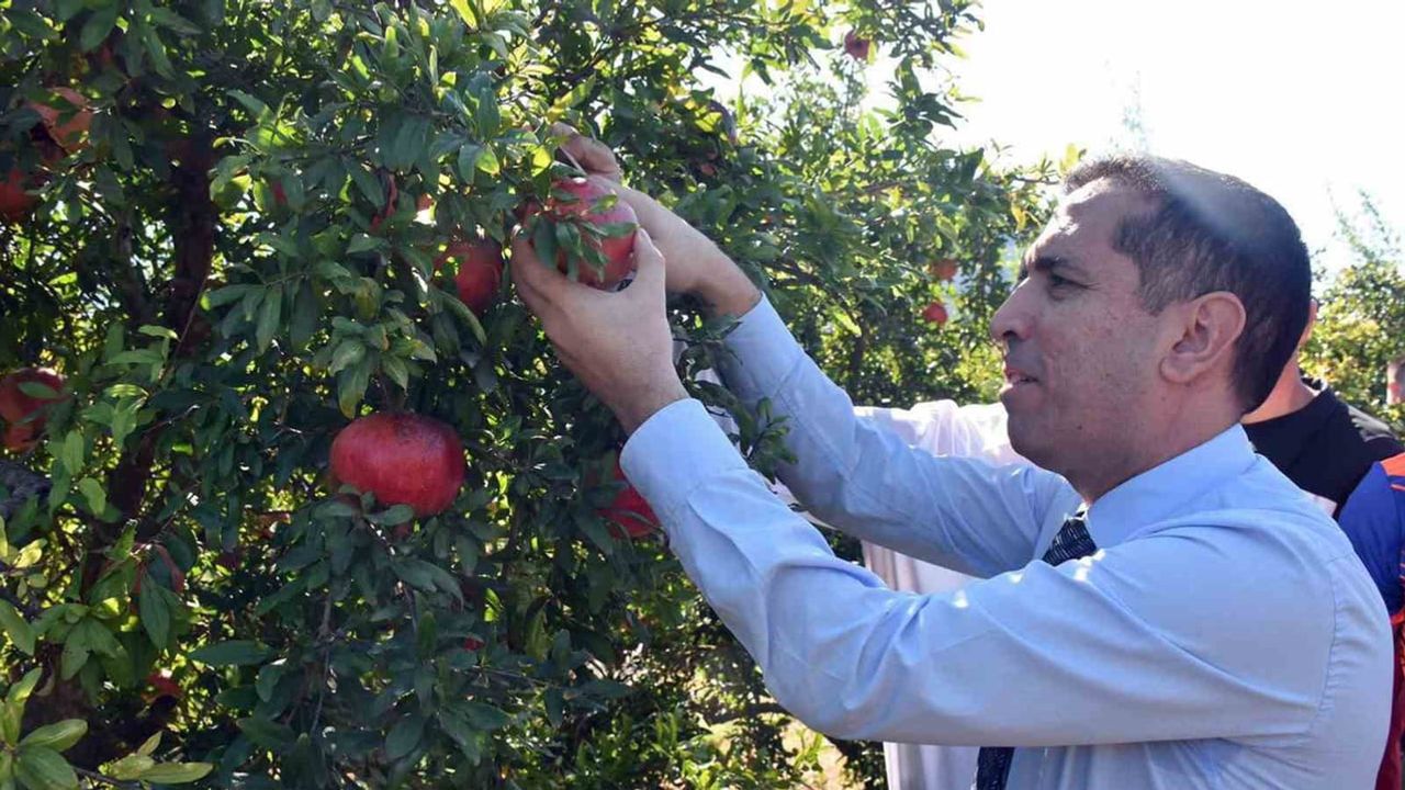 Dalyan'da nar bereketi iç ve dış pazara taşınıyor