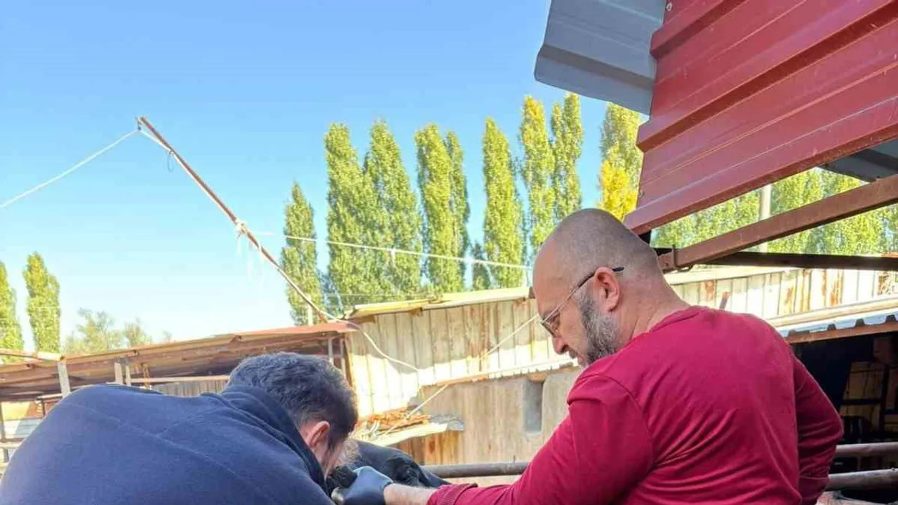Damızlık sığırlarda kimlik ve sağlık taraması Sinanpaşa'da yoğunlaşıyor
