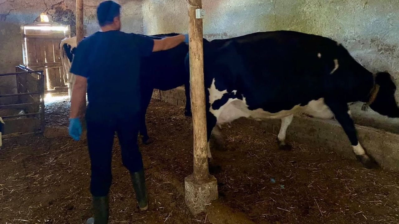 Dazkırı'da hayvan sağlığını güçlendirme amaçlı şap aşısı kampanyası