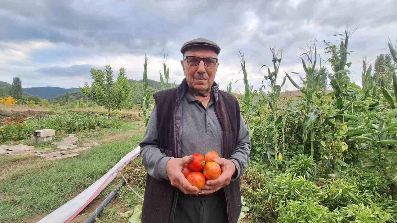 dedenin mirası ata tohumu domatesi bahçede yaşatıyor