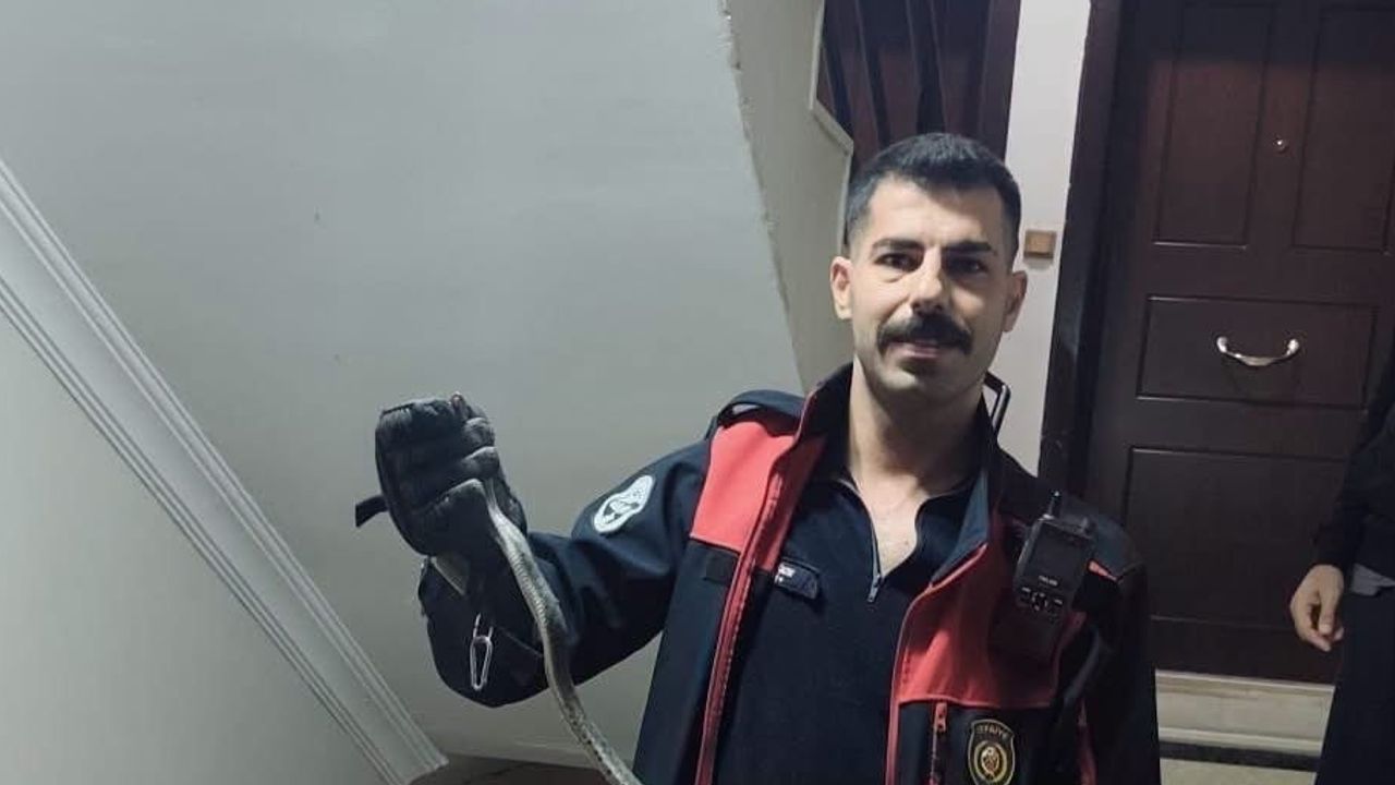 Defne'de yerleşim içinde görülen yılan güvenle doğaya bırakıldı