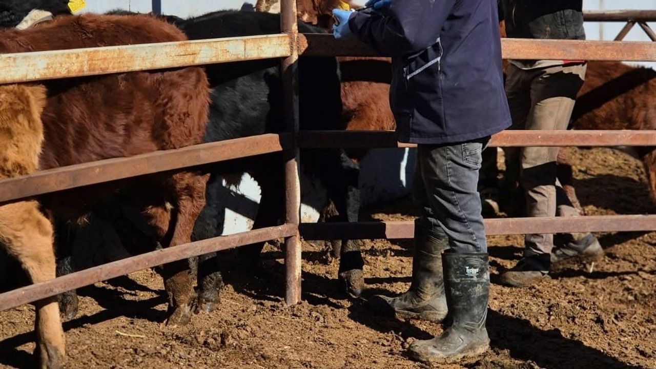 Demirözü'nde hayvan sağlığı için şap aşısı ve küpeleme seferberliği