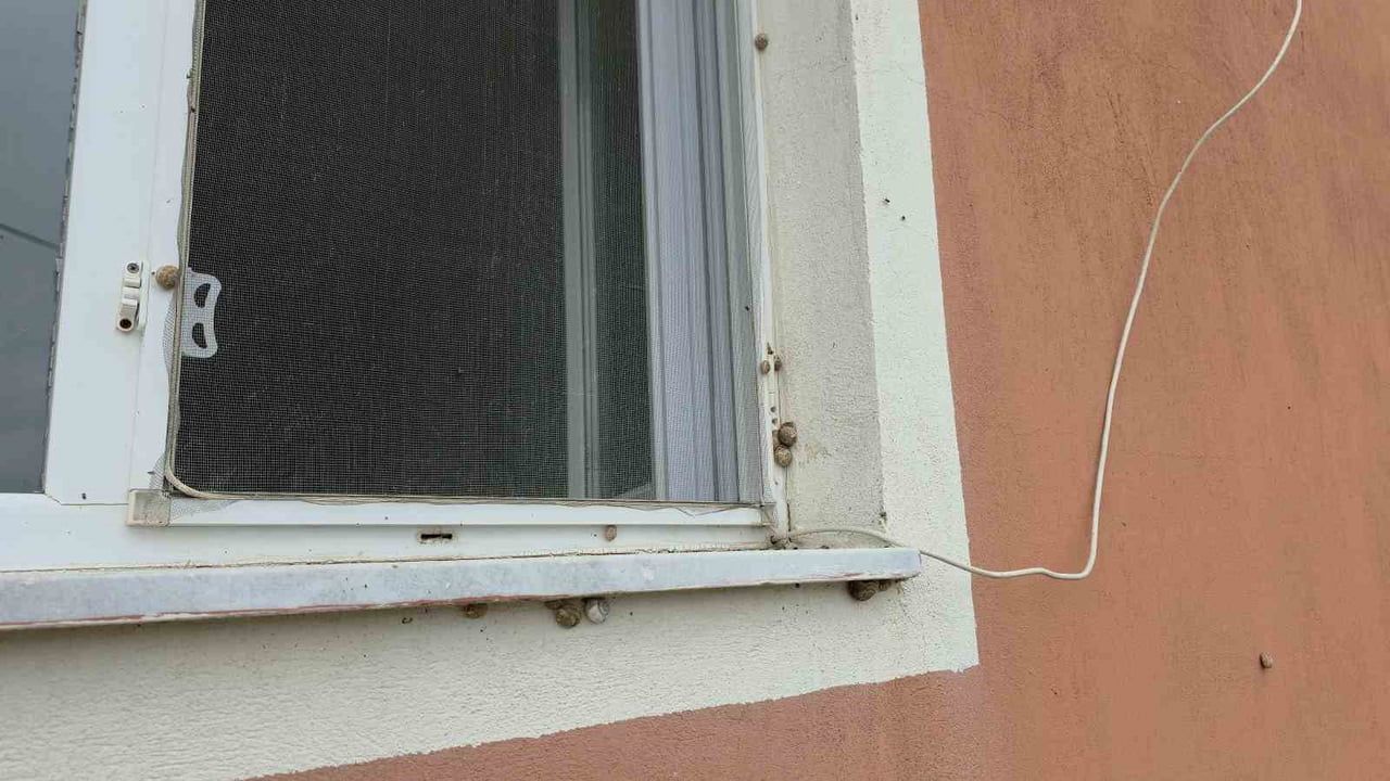 Deprem sonrası Bintaş Mahallesi'ni istila eden salyangozlar yaşamı zorlaştırdı