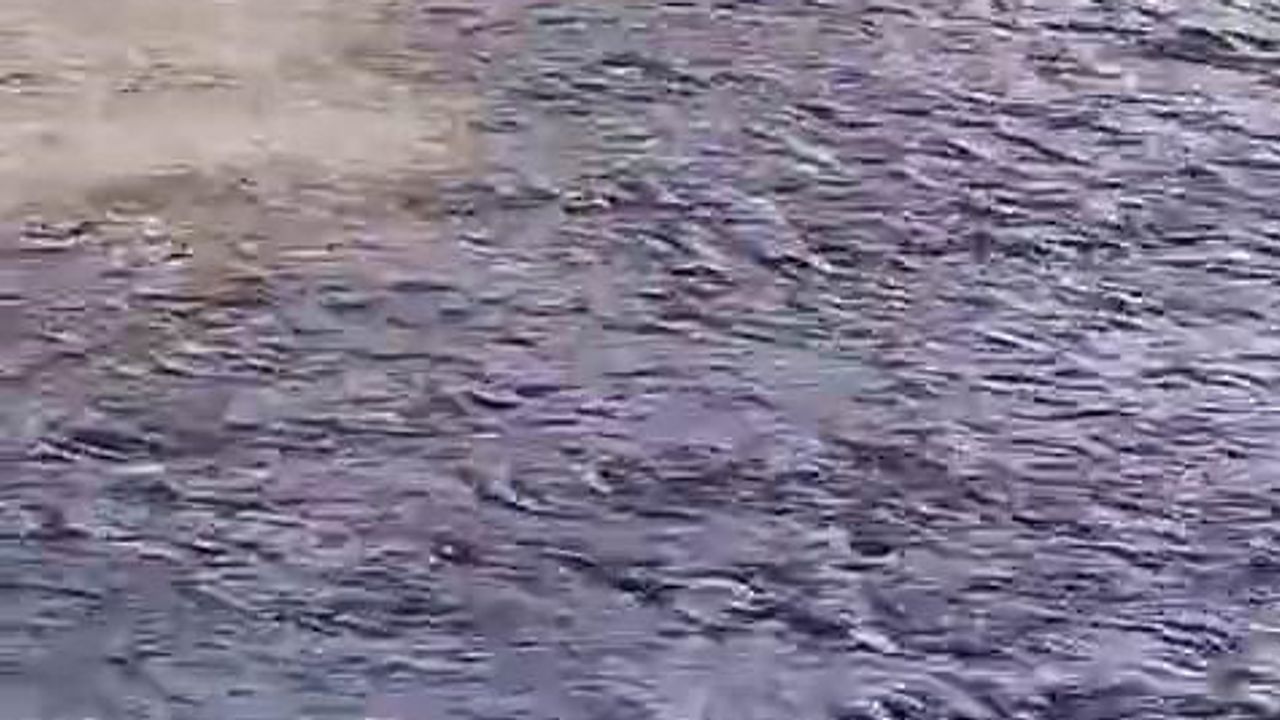 Dicle Nehri'nde nadir misafir: su samurunun av anı