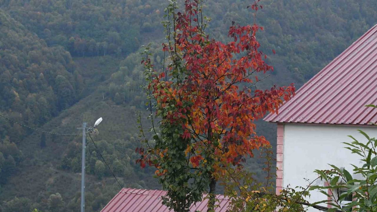 Dikmen Yaylası sonbaharda renk cümbüşü sergiliyor