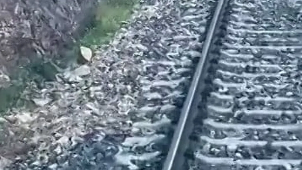 Divriği'de raylarda beliren ayı ailesi tren seferini durdurdu