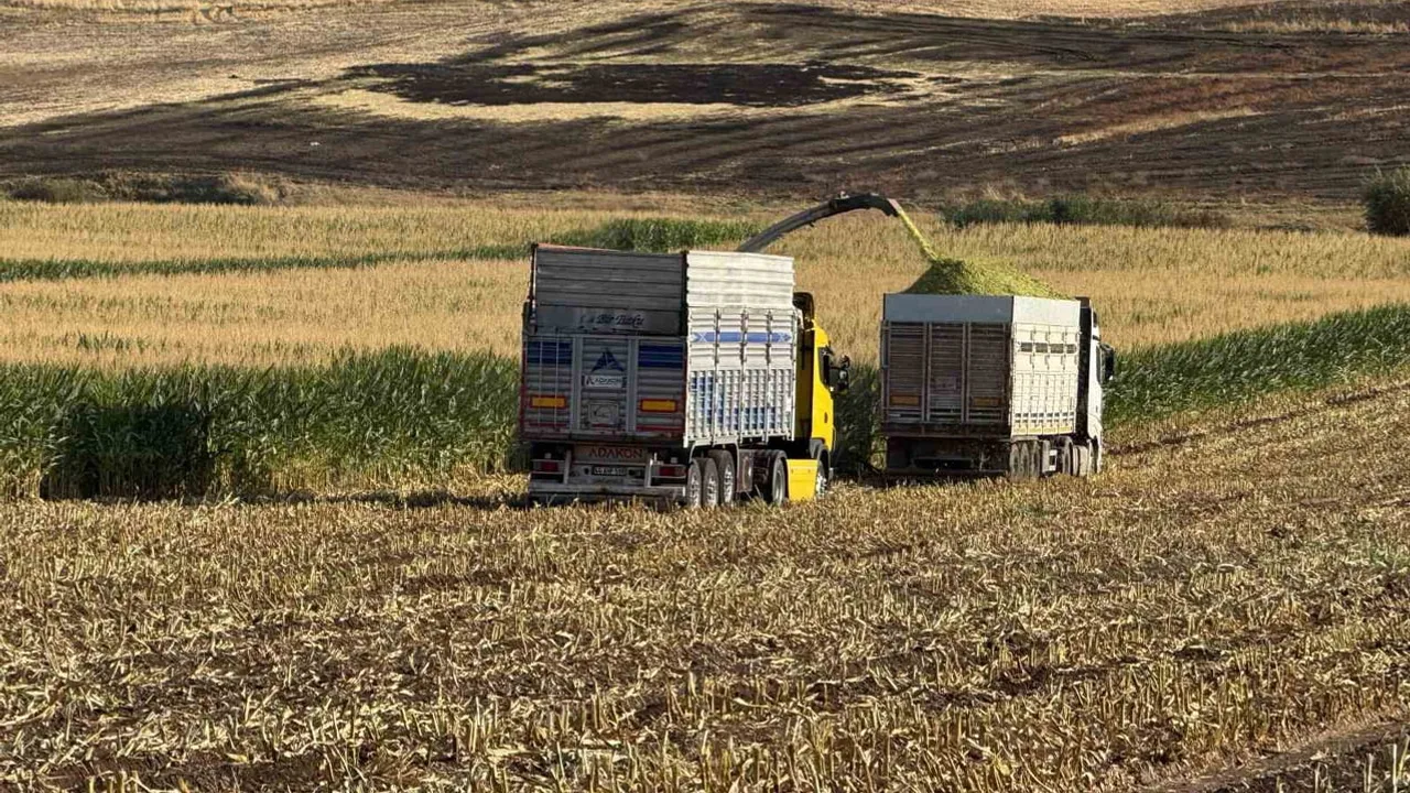 Diyarbakır’da ikinci ürün umudu: silajlık mısır tarlalarda