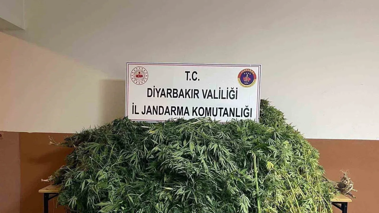 Diyarbakır'da jandarma operasyonunda 57 bin 702 kök kenevir ele geçirildi