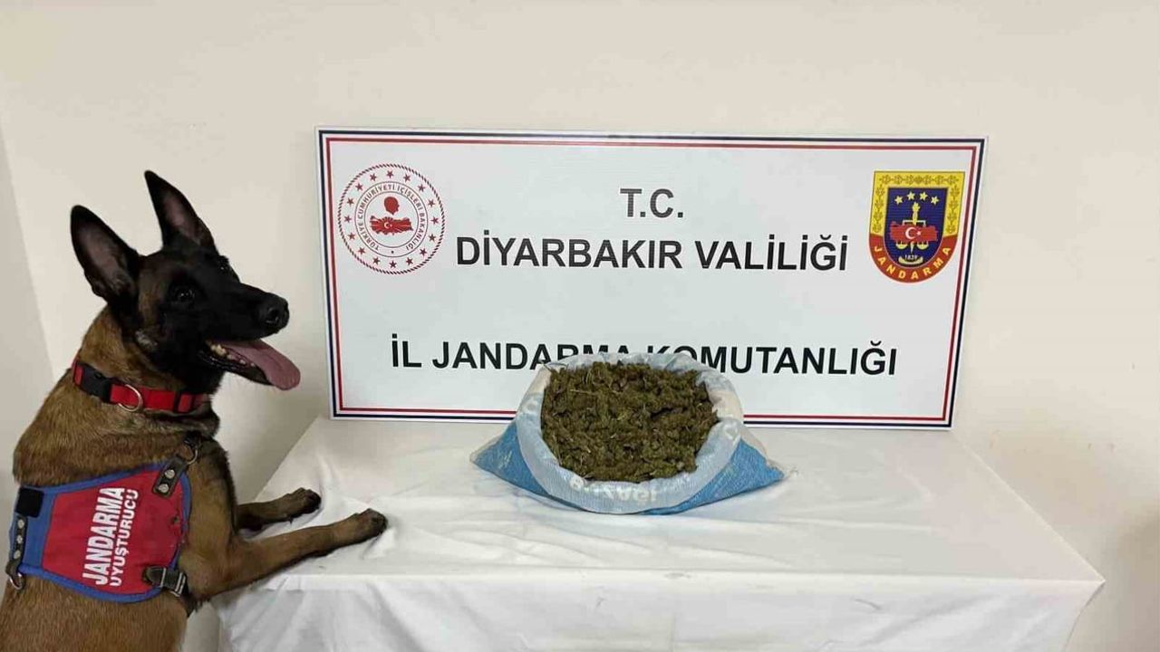 Diyarbakır'da jandarmadan geniş çaplı kenevir operasyonu