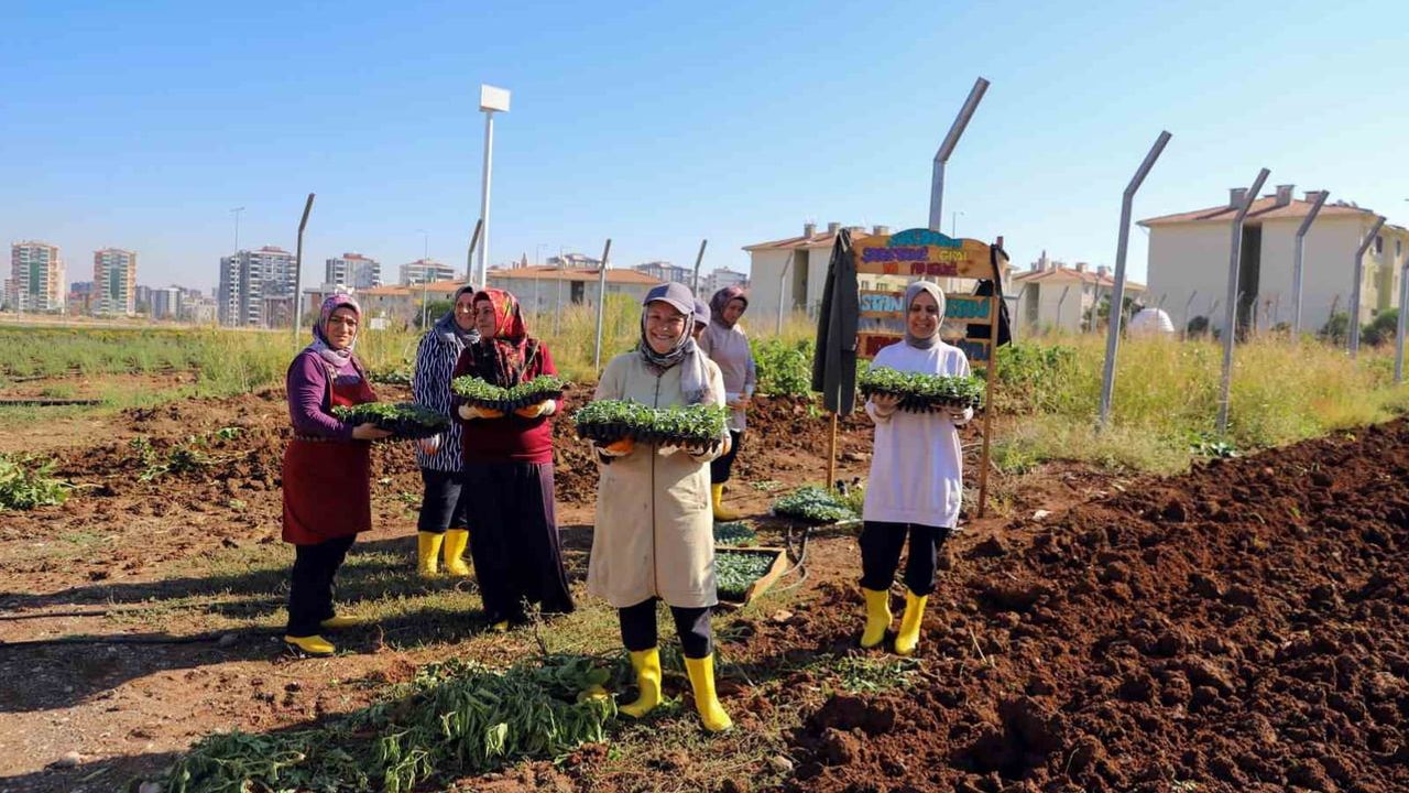 Diyarbakır'da kadınların kolektif bostanı kış üretimine geçti