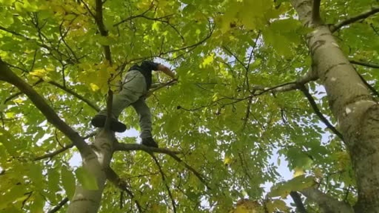 Domaniç'te ceviz üreticileri kooperatif ve kurutma tesisi istiyor