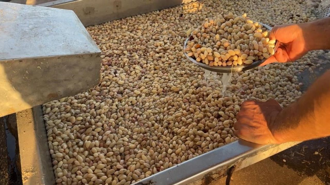 Don izleri sürüyor: Antep fıstığında toparlanma sınırlı