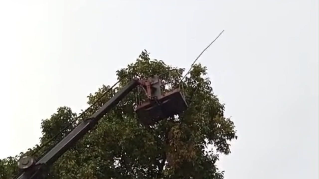 Doski vadisinde asırlık cevizler vinçle güvenle toplanıyor