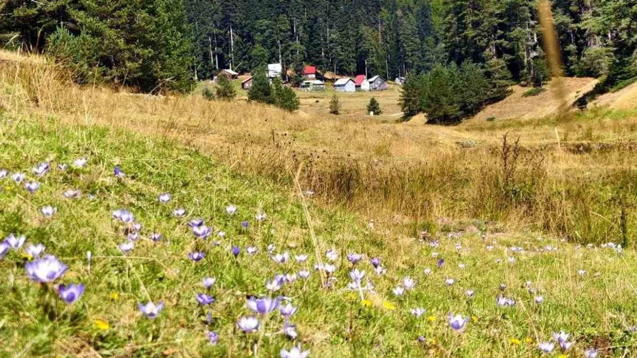 Düzce yaylalarında sonbaharın mor habercileri