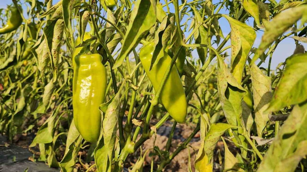 Düzkışla'da bostan deneyimi: halk dalından sebzelerini seçip topluyor