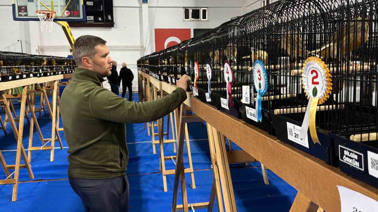 Edremit'te dünya çapında Yorkshire kanarya şöleni: 2 bin 26 kuş podyumda