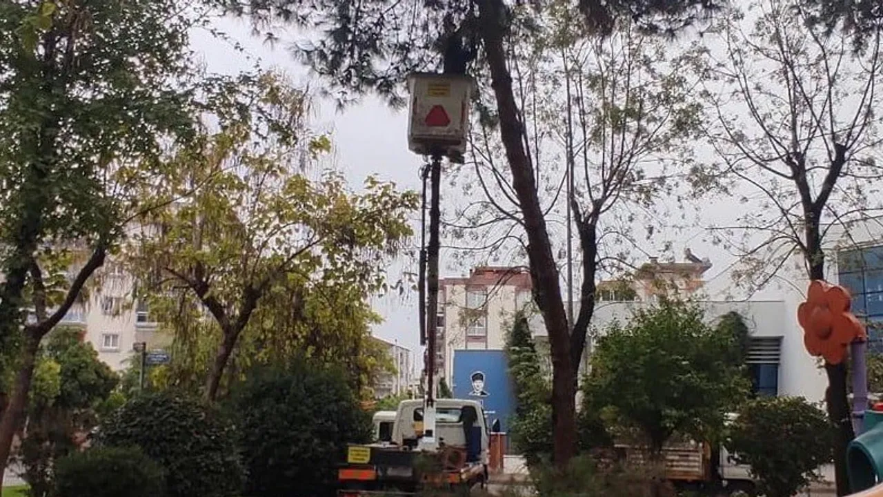Efeler'de ağaçlar güvenlik için şekillendiriliyor