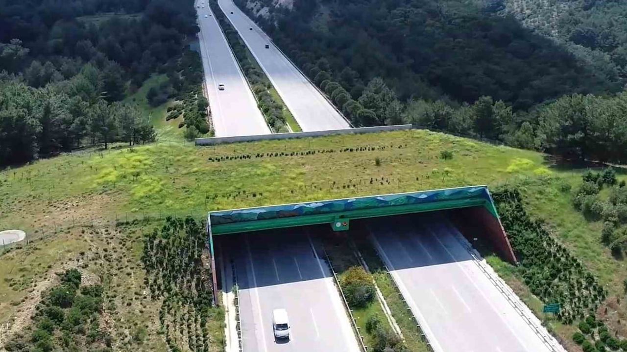 Ekosistemleri bağlayan 21 köprü tamamlandı: yeni noktalarda projeler planlanıyor