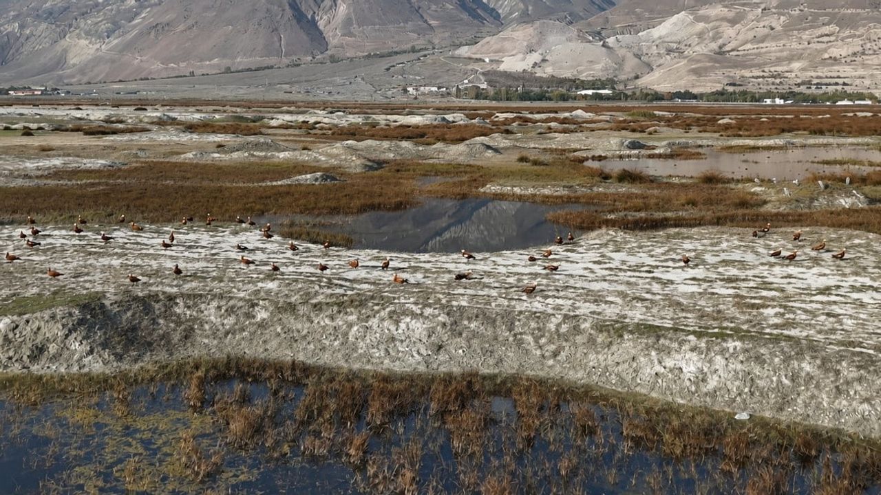 Ekşisu Sazlığı'nda göç öncesi son günlerin sessiz ritmi