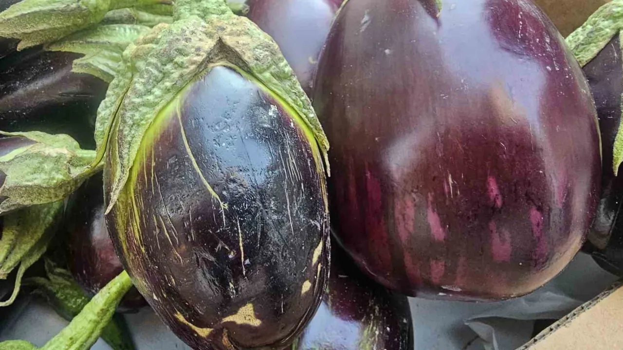 Elazığ'ın tombul patlıcanları sofraları kışa hazırlıyor