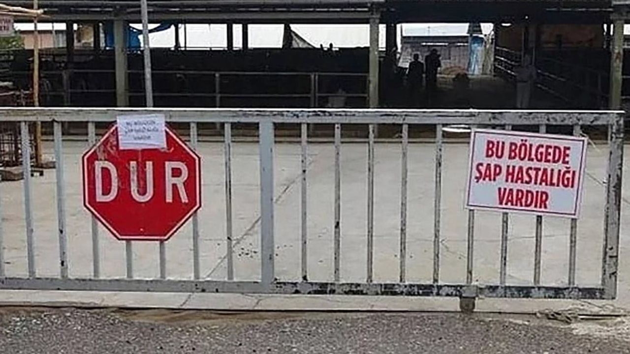Elbistan'da şap tedbiri: beş mahallede hayvan hareketleri durduruldu