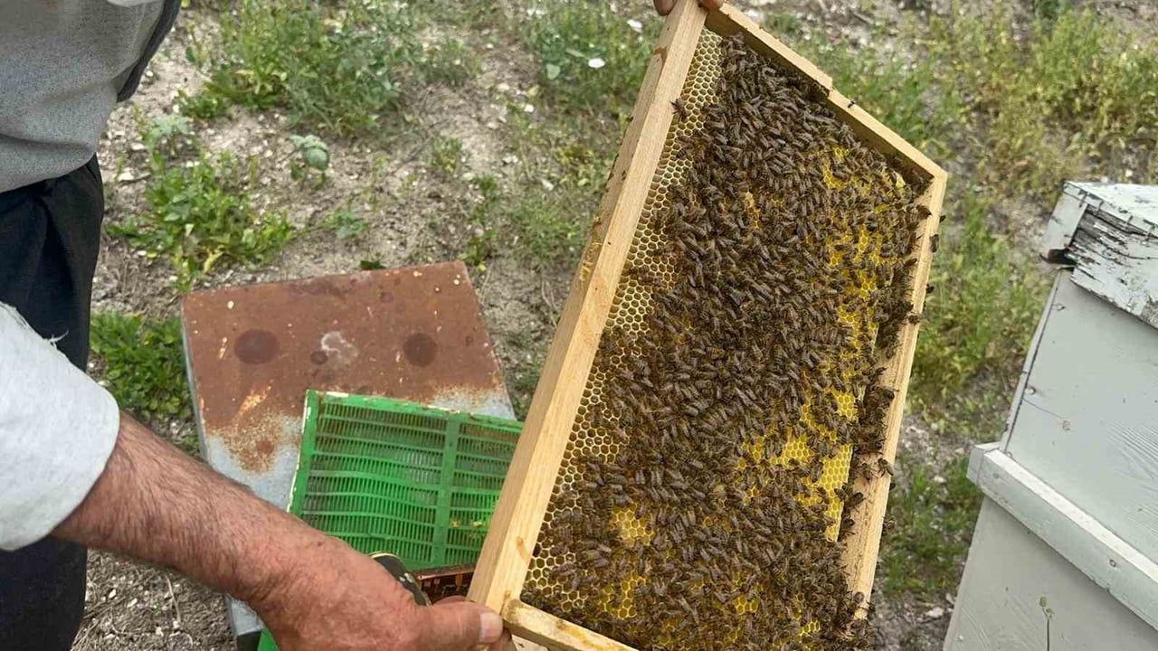 Emektar arıcı 75 yaşında: cezaevi mesaisiyle başlayan üretim Avrupa'ya uzandı
