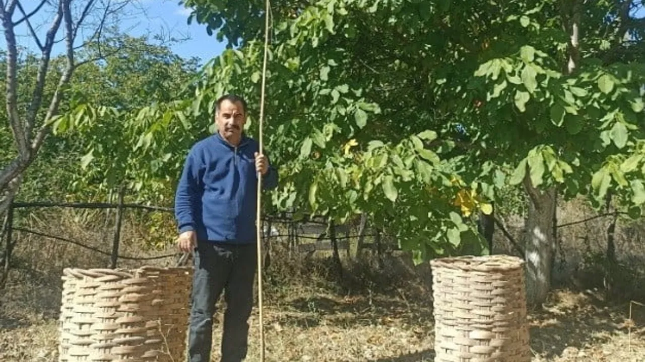 Emet'te Sülye köyünde ceviz hasadı beklentileri aştı