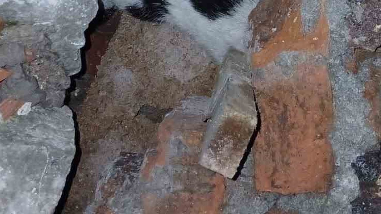 Enkazda günler sonra duyulan miyav sesiyle kurtarılan kedi tedavi altına alındı