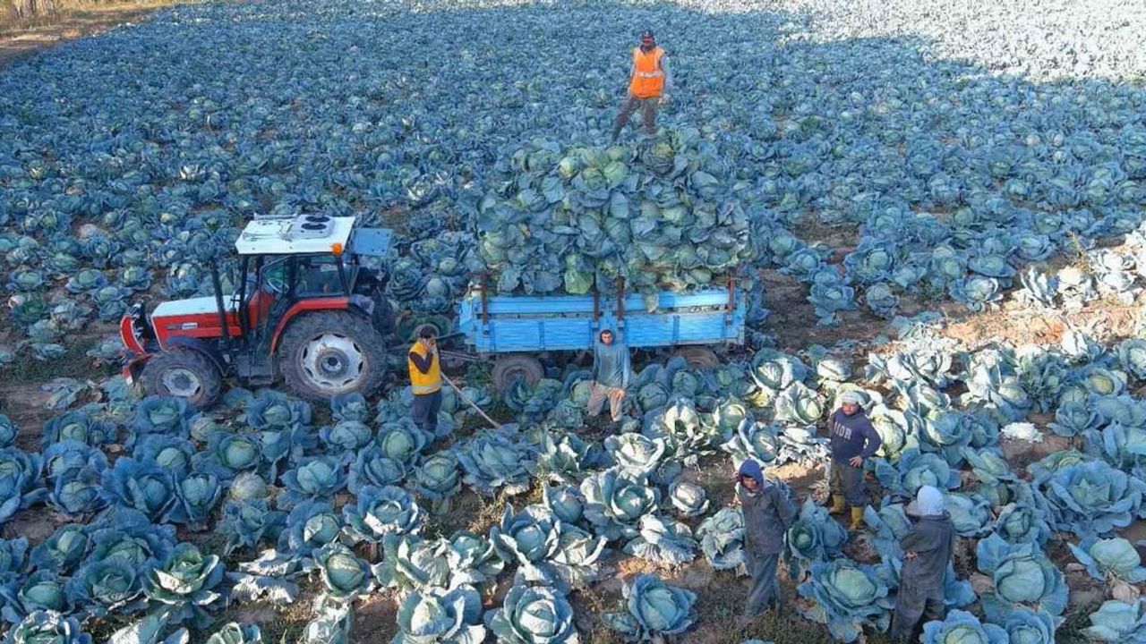 Erciş'te tescilli lahananın yeni hasat sezonu başladı