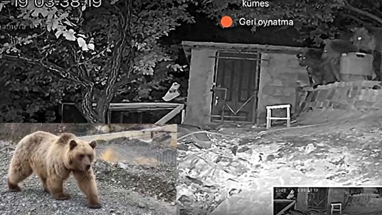 Erzincan’da gece yarısında bağ evine giren üç ayı güvenlik kamerasına yansıdı