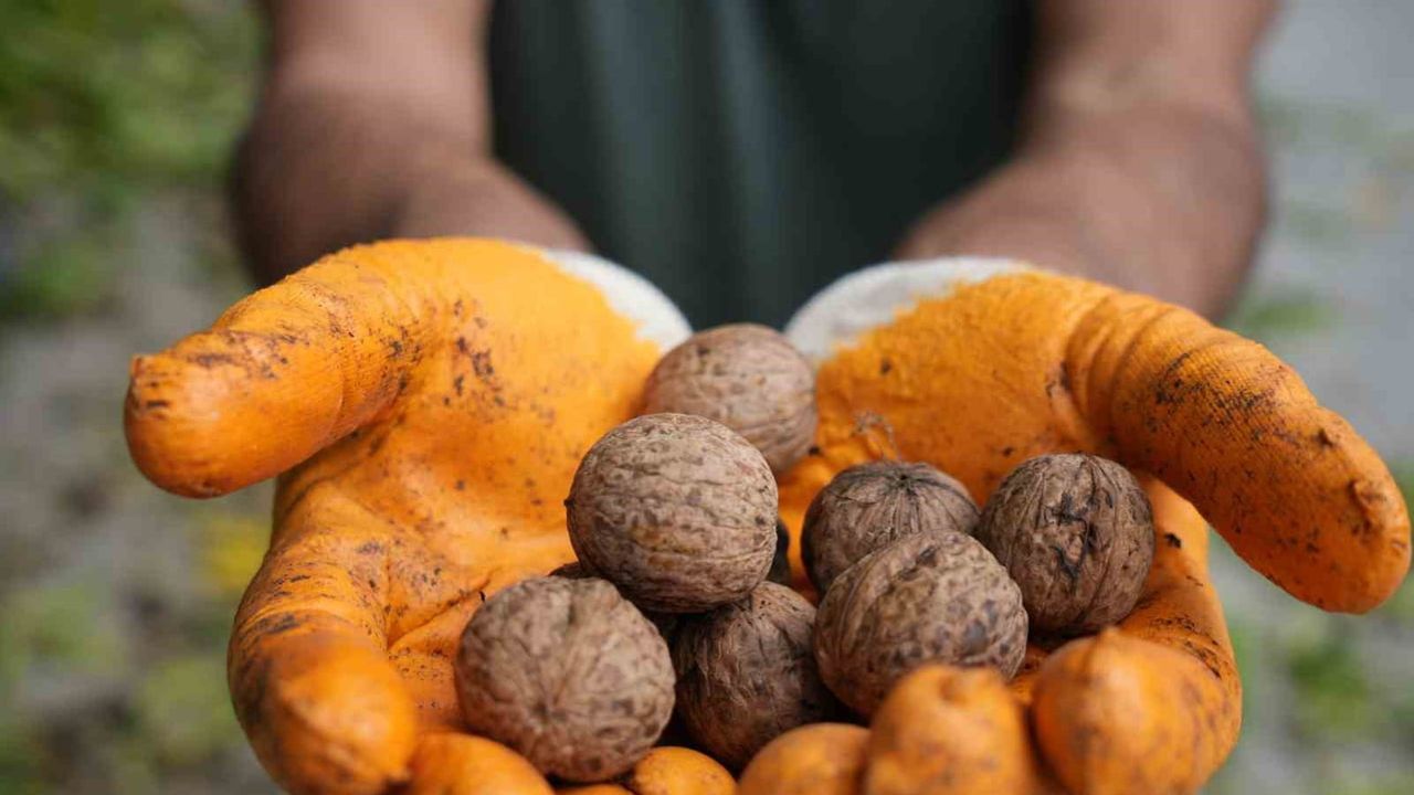 Erzincan yüksek rakımlı köylerde ince kabuklu ceviz hasadına başladı