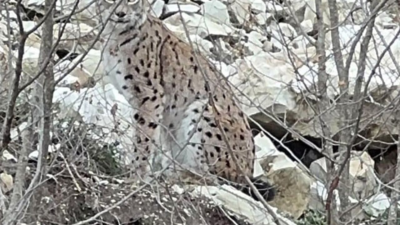 Erzurum’da kayalık ormanlarda koruma altındaki vaşak görüldü