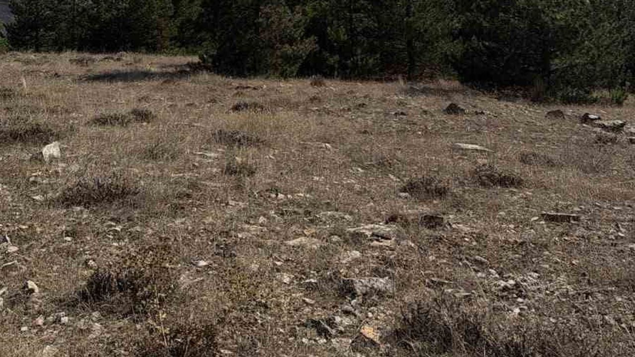 Eskişehir'de Tepebaşı'nda orman yangını ekip müdahalesiyle kontrol altına alındı