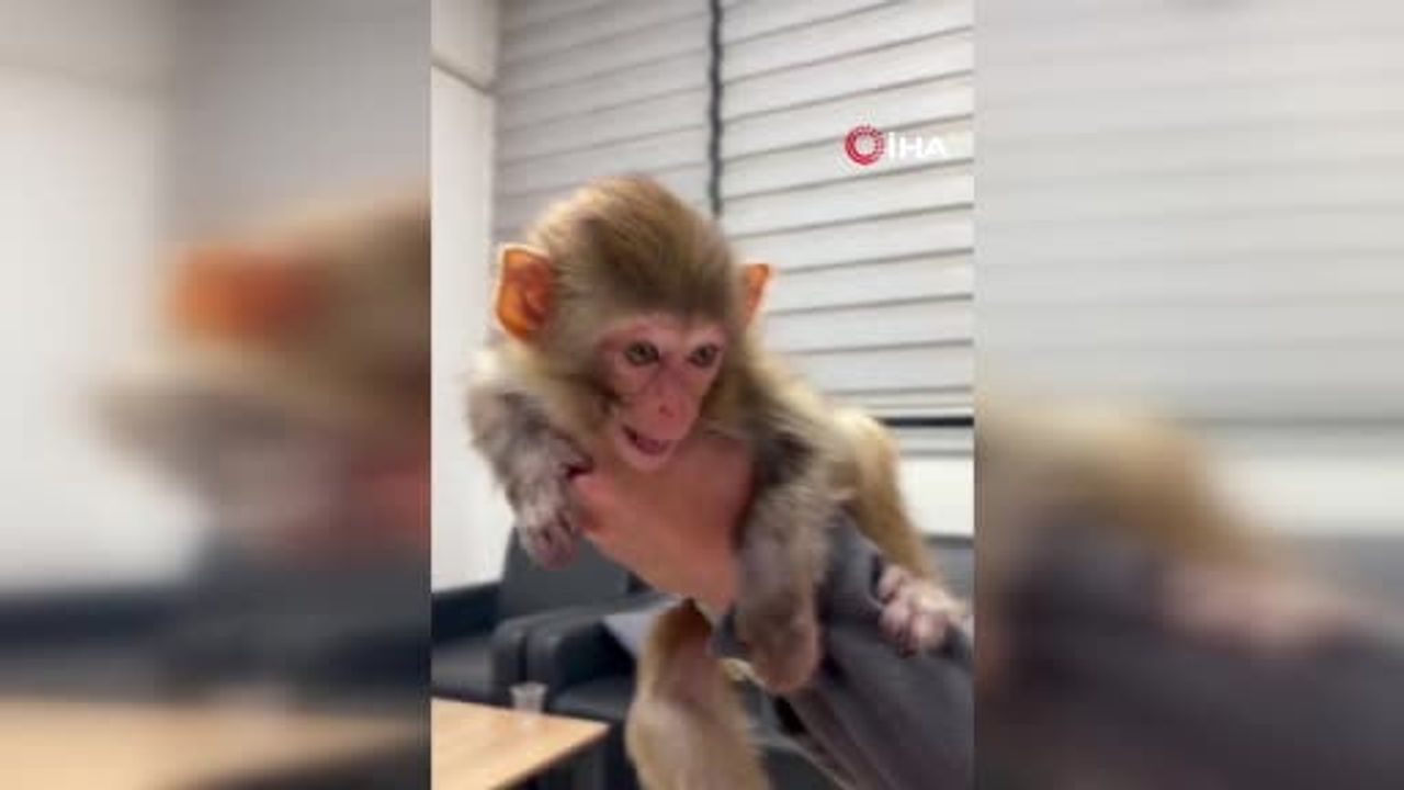 Ev baskınında kurtarılan Rhesus Makak AKÜREM'e teslim edildi