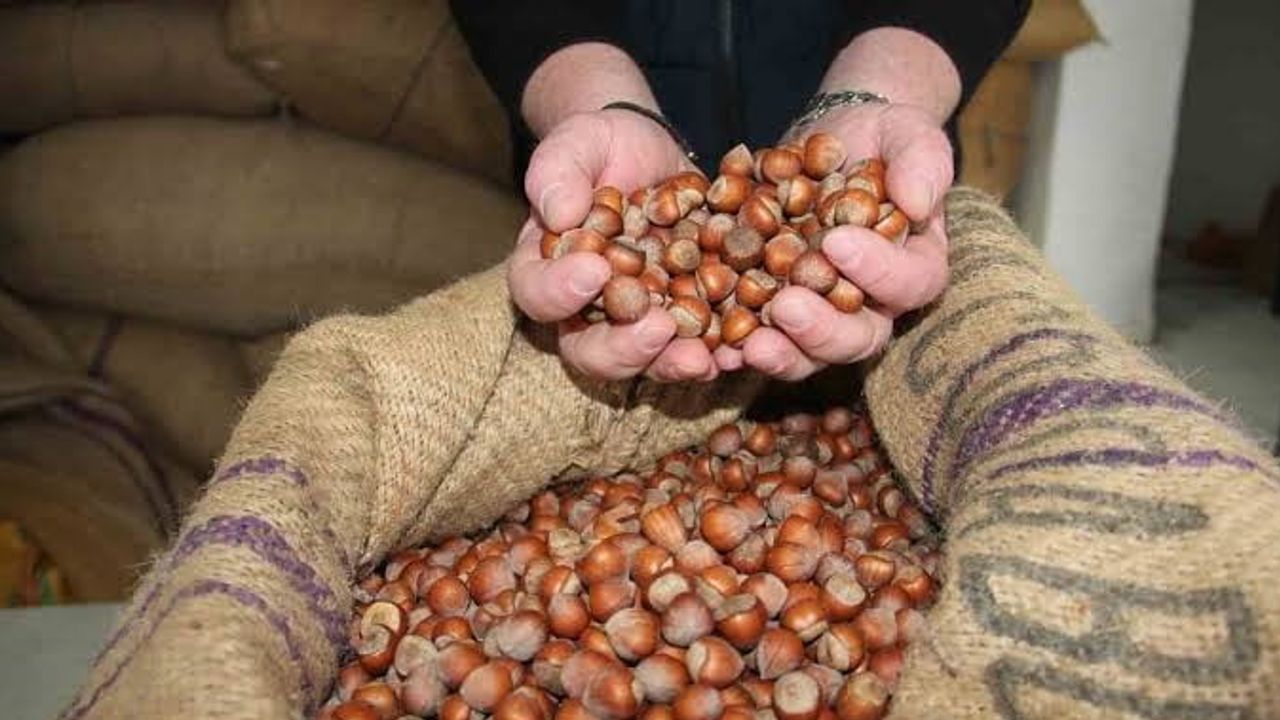Fındıkta düşen fiyat üreticileri TMO kuyruklarına taşıdı