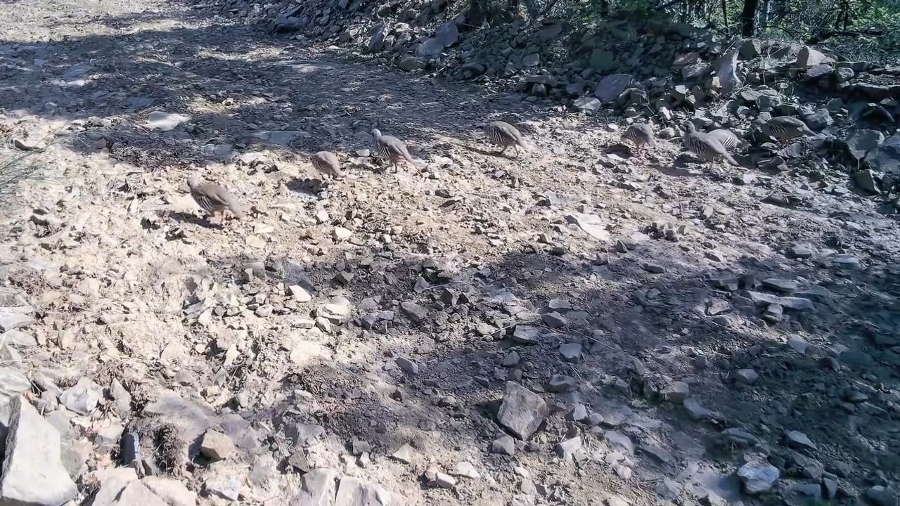 Ganos Dağları'nda keklik sürüsünün sessiz gezintisi fotokapana yansıdı