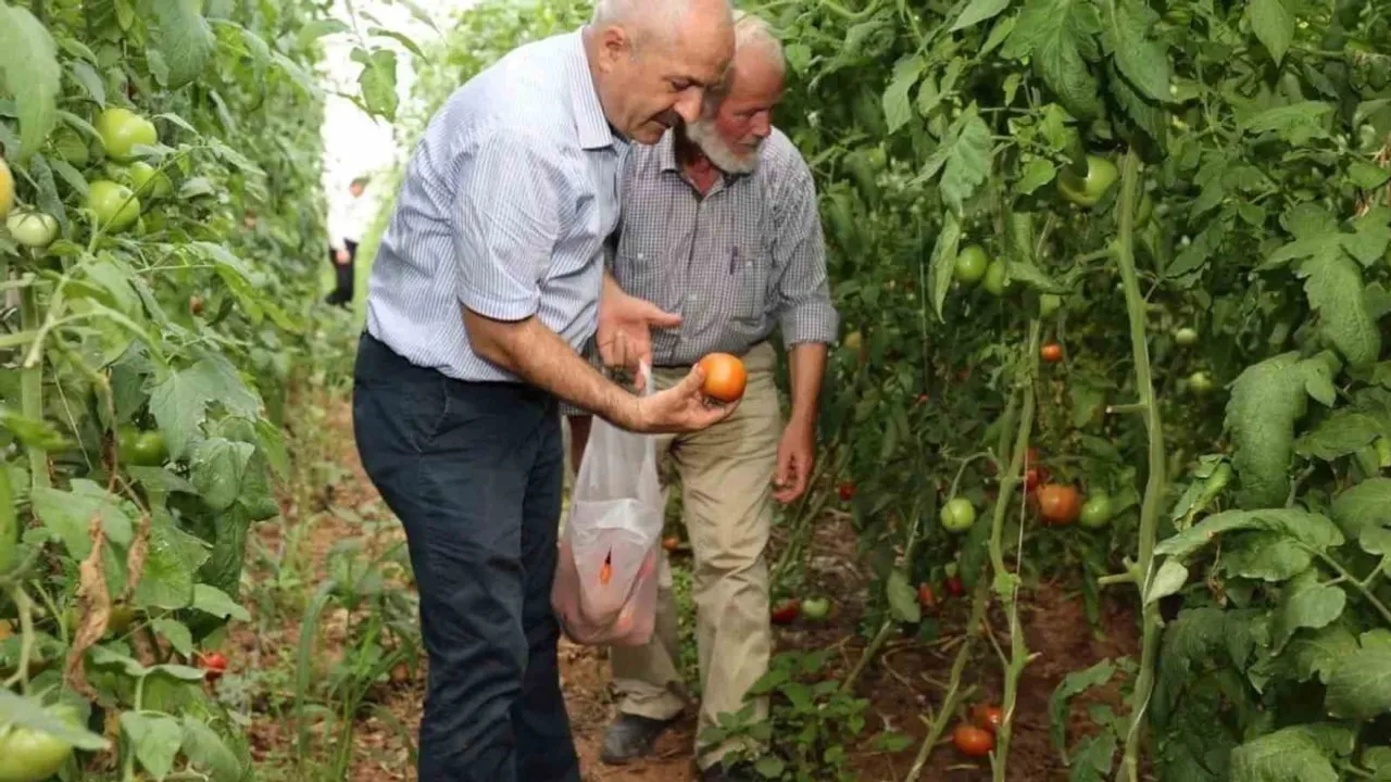 Gebze'de kırsalda üretim canlanıyor: çiftçiye fide, mazot ve pazar desteği