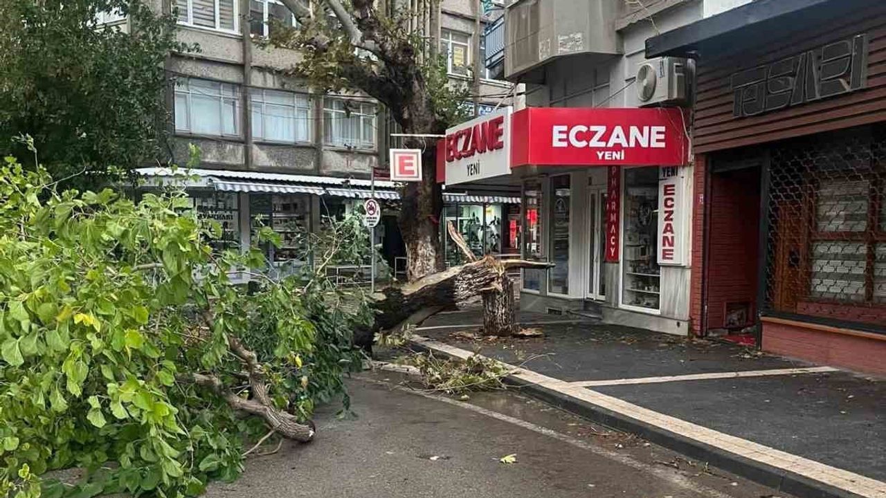 Gece fırtınası Erdek Pazar Meydanı'nda ağacı gövdesinden kırdı