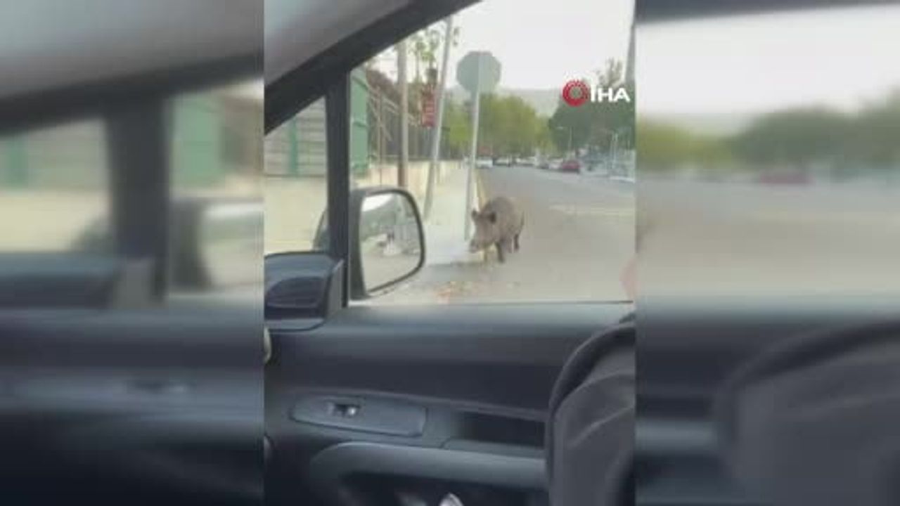 Geceyi karıştıran olay: Amasya'da siteye giren yaban domuzu polis tarafından etkisiz hale getirildi