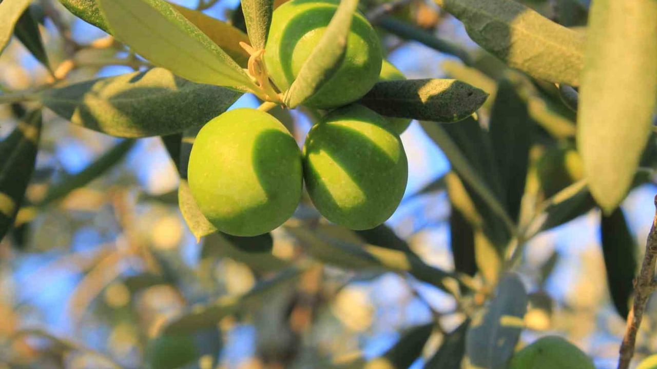 Gemlik zeytinisinin üretim tablosu: bir kilo yağlık zeytin 58,14 liraya mal oluyor