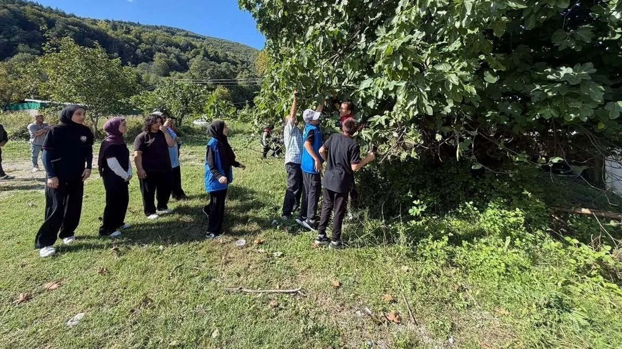 Gençler imeceyle tarladan sofraya incir ve ceviz topladı