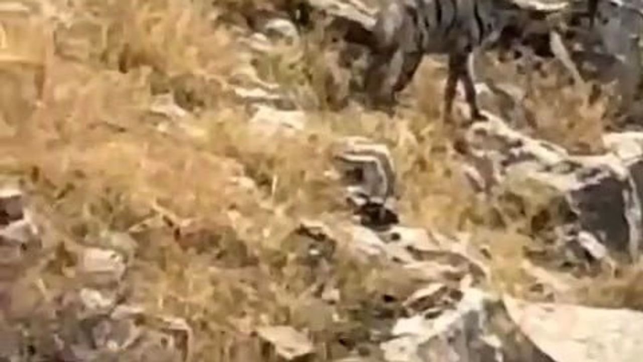 Gercüş'te nesli tehlike altında çizgili sırtlanın görüntülenmesi köylüyü harekete geçirdi