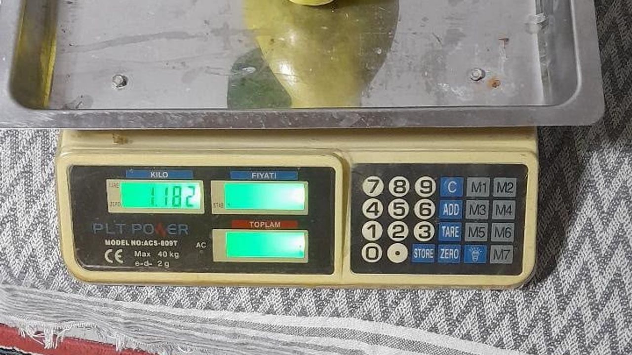 Geyve'de dalından kopan ayva neredeyse iki kiloya ulaştı