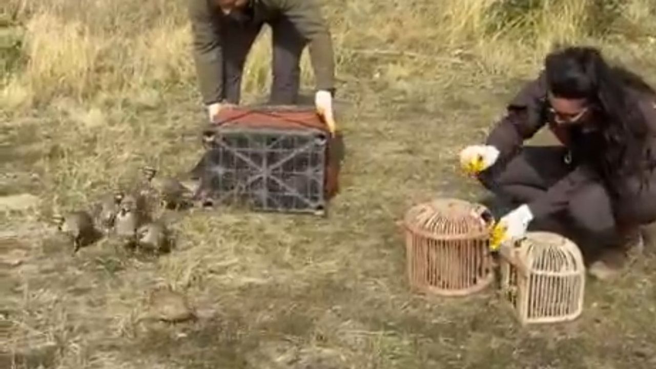 Göçer çadırlarında yakalanan keklikler doğaya bırakıldı