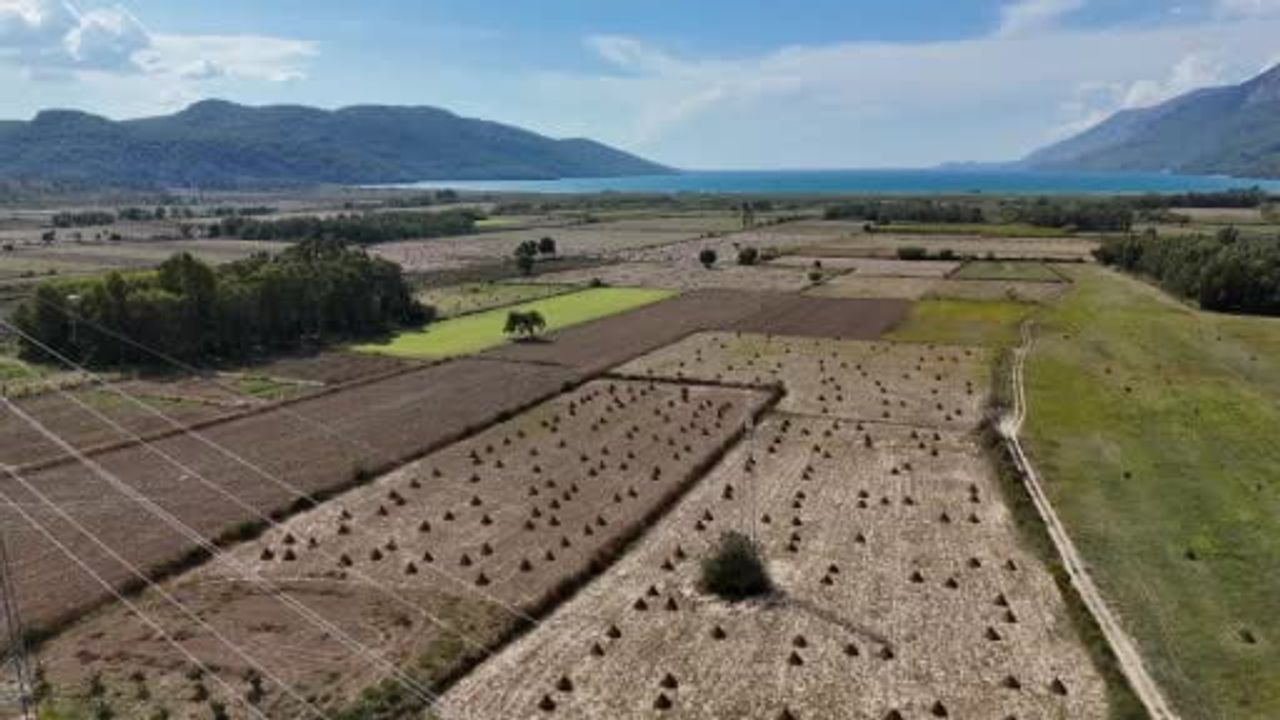 Gökova'nın susuz altını suşi pazarına hazırlanıyor