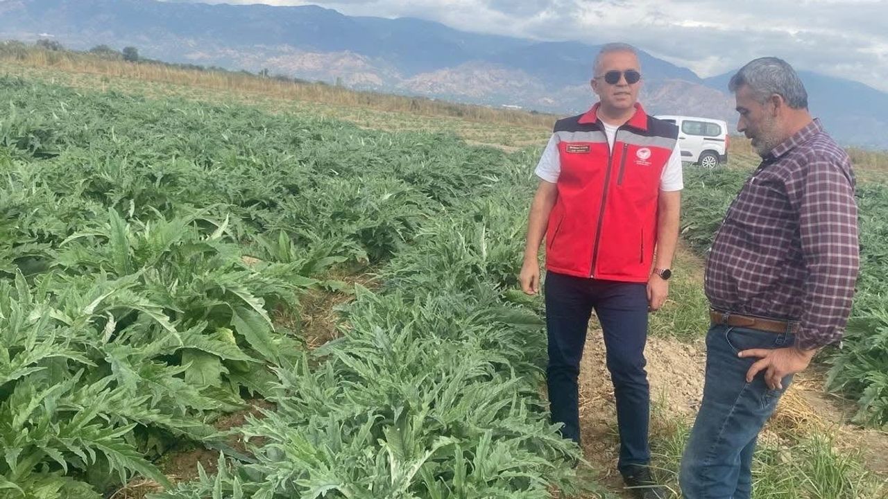 Gölhisar enginarında hasat hazırlıkları hızlandı: kasımın ilk haftası hedefte