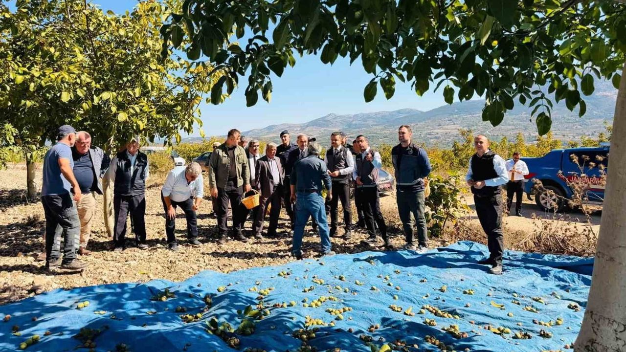 Gölpazarı'nda Chandler cevizleri için hasat dönemi başladı